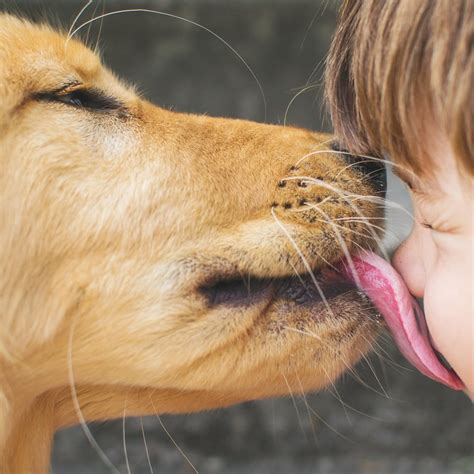 When I was younger I let my dog lick me once